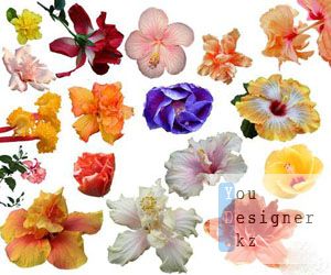 beautiful_spring_flowers_clipart_for_photoshop_1302259422.jpeg (22.39 Kb)