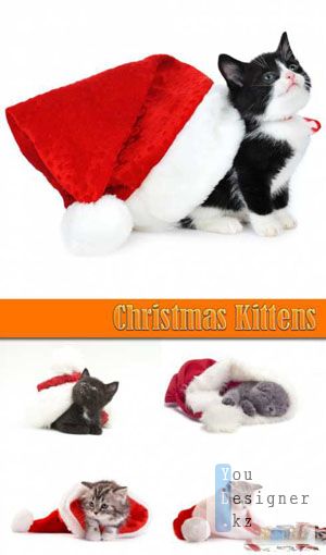 christmas_kittens_1291217818.jpg (22.55 Kb)