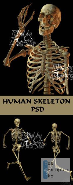 human_skeleton_psd_designs_130228.jpg (33.55 Kb)