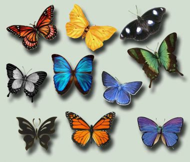 butterfliesravenarcana.jpg (141.71 Kb)